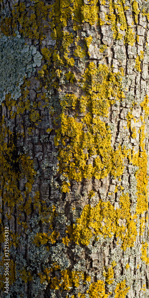 Liquen y musgo en corteza de tronco de árbol Liquen y musgo en corteza de tronco de árbol
