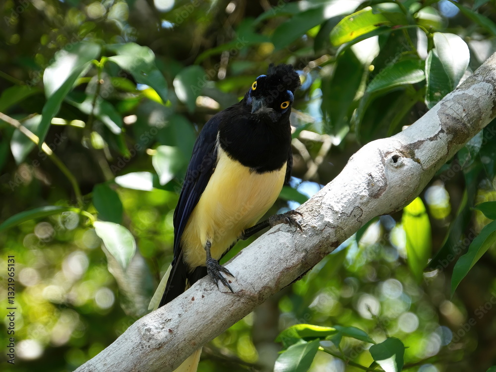 Fototapeta premium Plush-crested Jay Bird at Iguazu falls in Argentina.