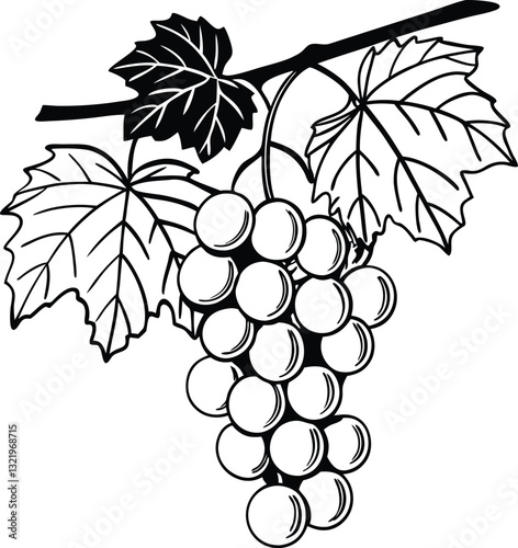 Hand-Drawn Illustration of Grapevine with Clusters and Leaves in Black and White