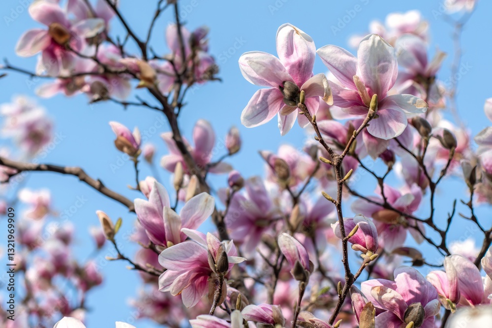 Delicate magnolia blossoms show vibrant pink and white colors while reaching towards the sunlight, signaling the arrival of early spring in a sunny location.
