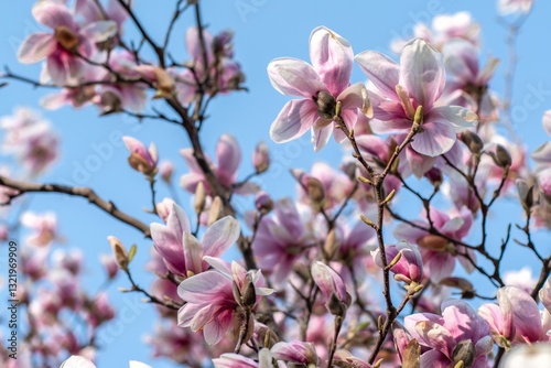 Obraz na płótnie Delicate magnolia blossoms show vibrant pink and white colors while reaching towards the sunlight, signaling the arrival of early spring in a sunny location. w salonie