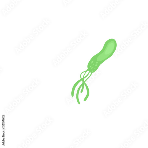 Helicobacter pylori bacteria
