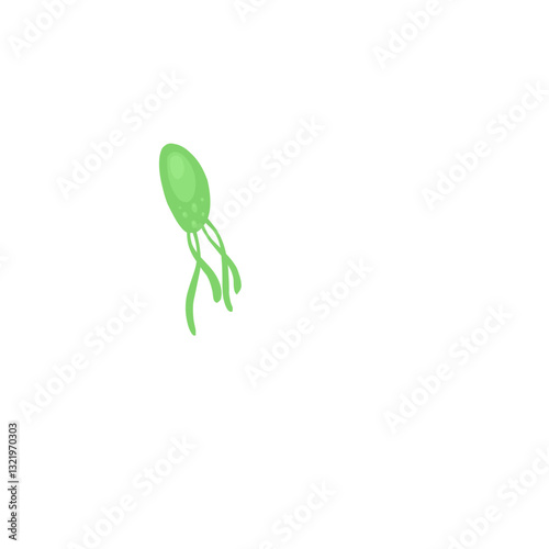 Helicobacter pylori bacteria