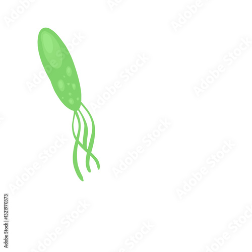 Helicobacter pylori bacteria