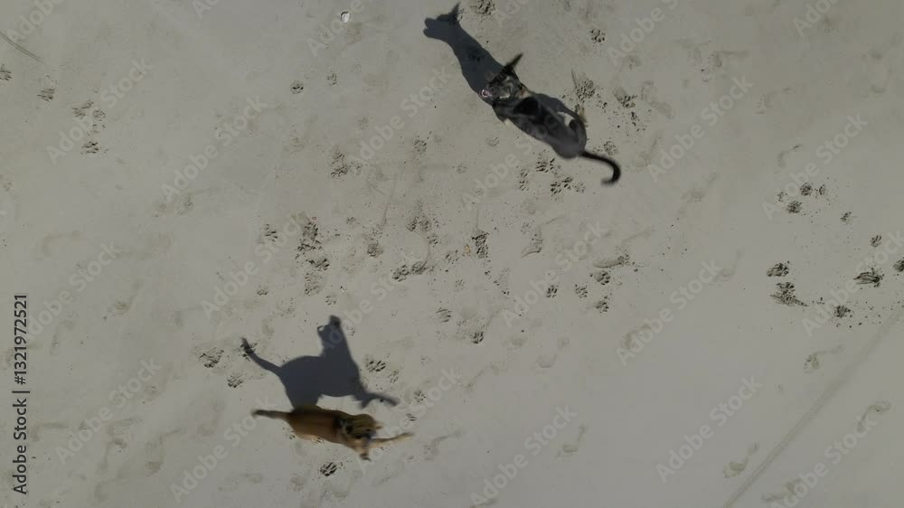 Cachorro pulando  e correndo na praia atras do drone