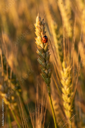 beautiful golden wheat ears with ladybug at meadow at sunny evening on sunset. close up
