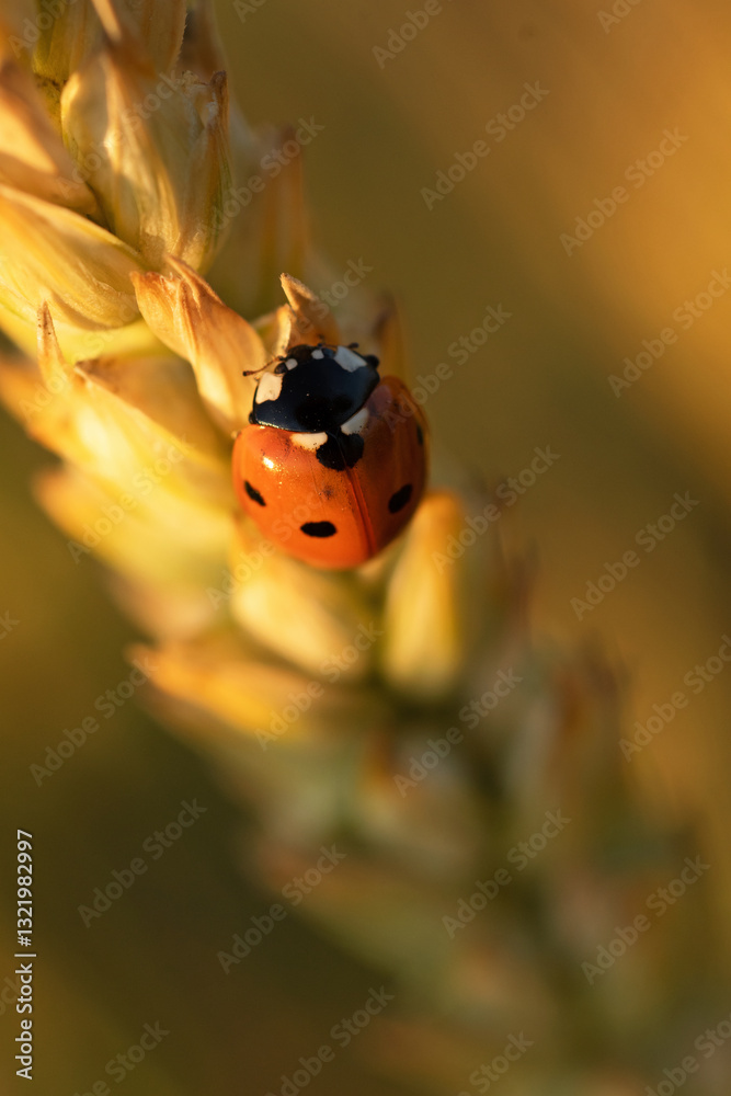 beautiful golden wheat ears with ladybug at meadow at sunny evening on sunset. extreme macro