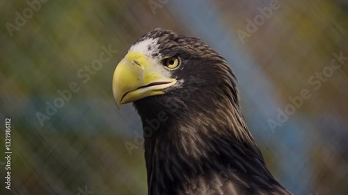 Close-up view portrait of Haliaeetus pelagicus (Steller's sea eagle or white-shouldered eagle) bird with yellow beak in a cloudy summer day
