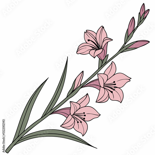 Floral Elegance: Delicate gladiolus flowers in full bloom, artfully captured in a botanical illustration, symbolizing beauty, grace, and the ephemeral nature of life.