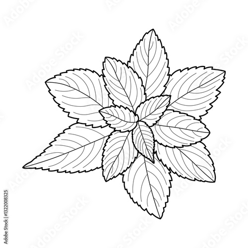 Sketch of mint leaves, peppermint, herbaceous plant for tea, silhouette