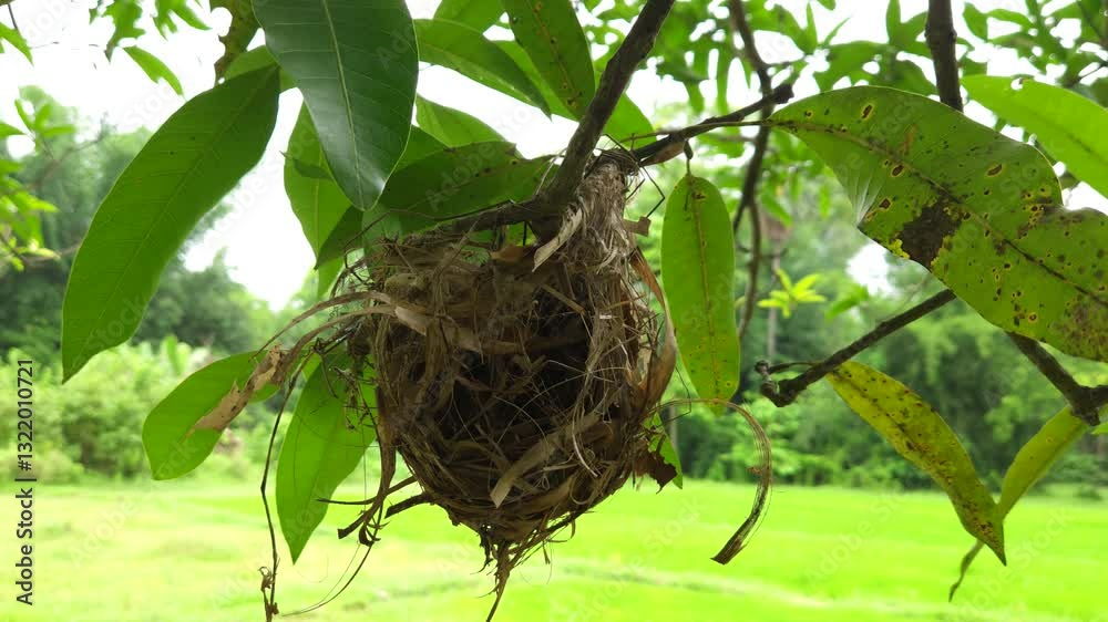 Bird Nest