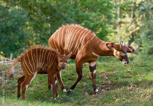 Eastern bongo