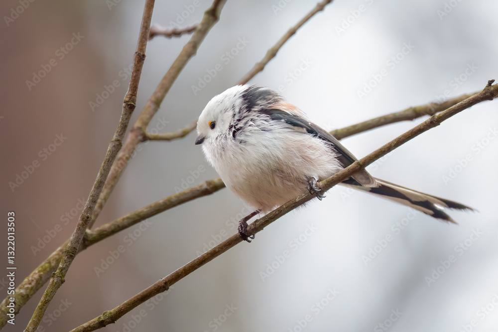 Obraz premium long-tailed tit