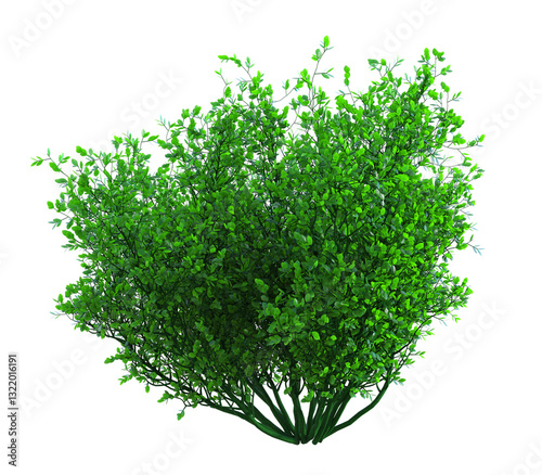 One big green bush on isolated background. 3D illustration. 