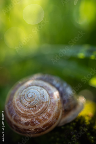 Gusci di chiocciola nell'erba photo