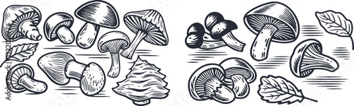 set of Set of mushrooms vector, engraving sketch ink poster black illustration etching style tattoo, color  set, mushroom, food, color, illustration, autumn, boletus, chanterelle, collection