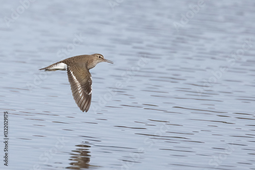 Common sandpiper is migratory bird