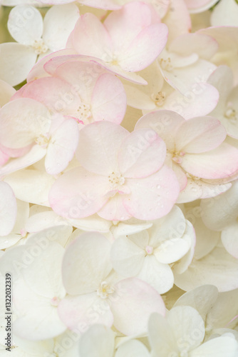 Obraz na płótnie beautiful blossom of white-pink hydrangea background. macro w salonie
