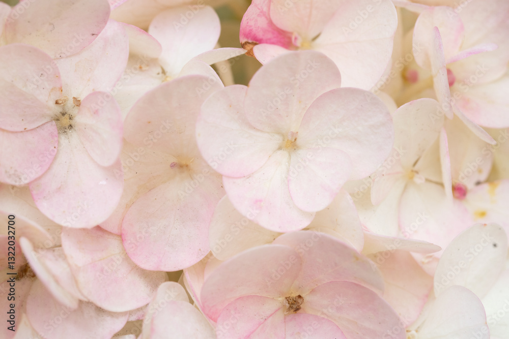 beautiful blossom of soft pink hydrangea background at cloudy day. macro