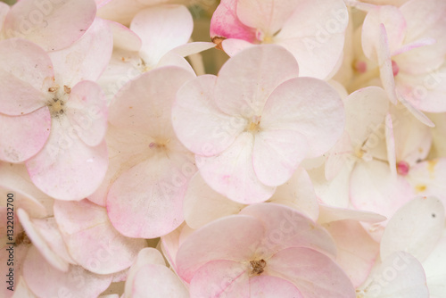 Obraz na płótnie beautiful blossom of soft pink hydrangea background at cloudy day. macro w salonie