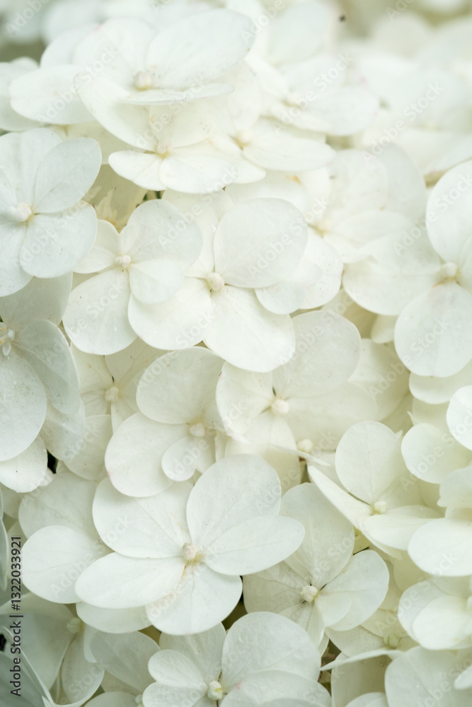 beautiful blossom of white hydrangea background at cloudy day. macro