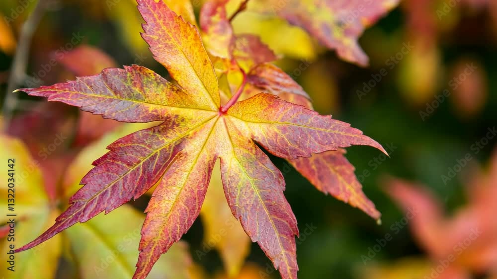 Vibrant autumn leaves showcasing shades of red, yellow, and orange in a serene garden setting during fall season Vibrant autumn leaves showcasing shades of red, yellow, and orange in a serene garden setting during fall season