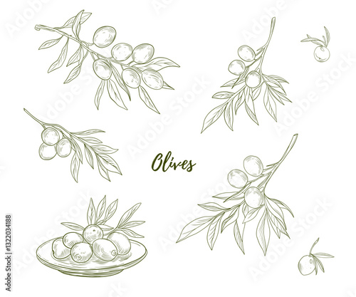 Set of vector olive branches with plate of olives line art illustration, graphic line art. Elegant line botanical illustration. Great for any designs, textile, art, walls, package