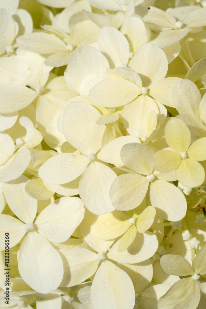 beautiful blossom of pistachio hydrangea background at sunny day. macro