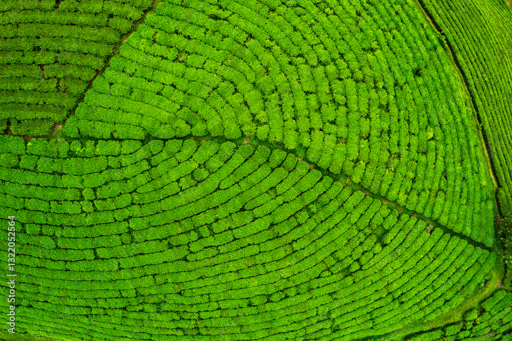 Lush green tea plantation texture and pattern during harvest Lush green tea plantation texture and pattern during harvest
