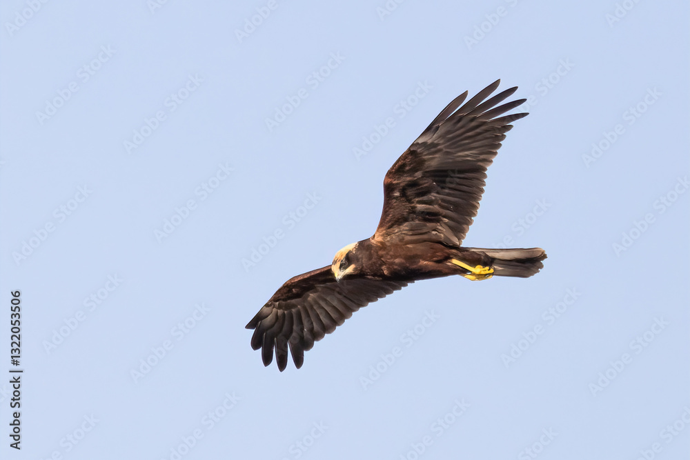 Fototapeta premium Western Marsh Harrier