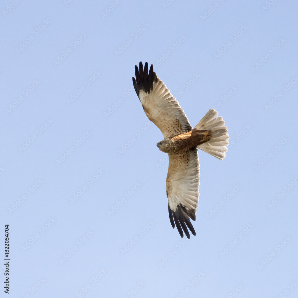 Fototapeta premium Western Marsh Harrier