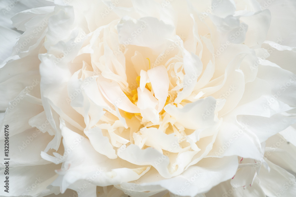 beautiful white peony blooming flower as background at sunny day. extreme macro