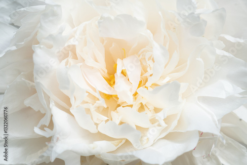 beautiful white peony blooming flower as background at sunny day. extreme macro