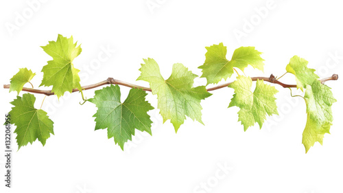 Wallpaper Mural Fresh green grapevine branch with lush leaves on transparent background Torontodigital.ca