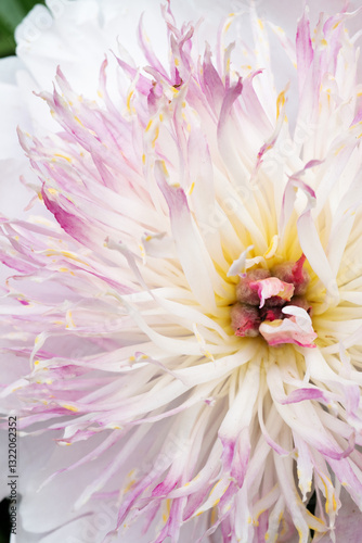 Obraz na płótnie beautiful white-pink peony blooming flower as background at sunny day. macro. flat lay w salonie