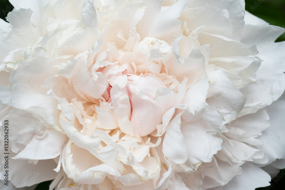 beautiful soft pink peony blooming flower as background at sunny day. extreme macro