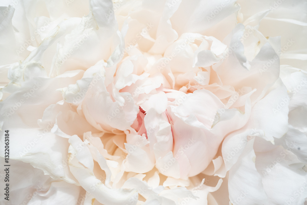 beautiful soft pink peony blooming flower as background at sunny day. extreme macro