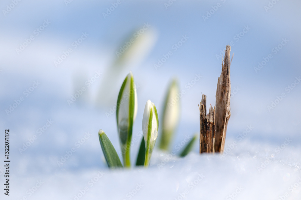 White snowdrop flowers in winter snow