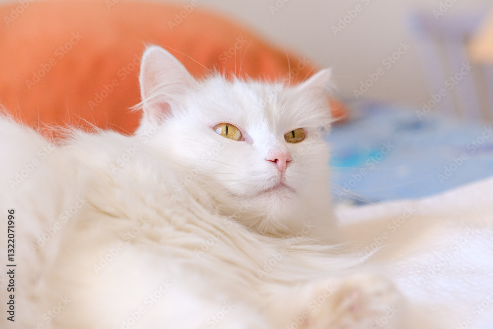 Beautiful white fluffy cat portrait