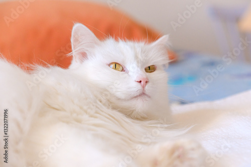 Obraz na płótnie Beautiful white fluffy cat portrait w salonie