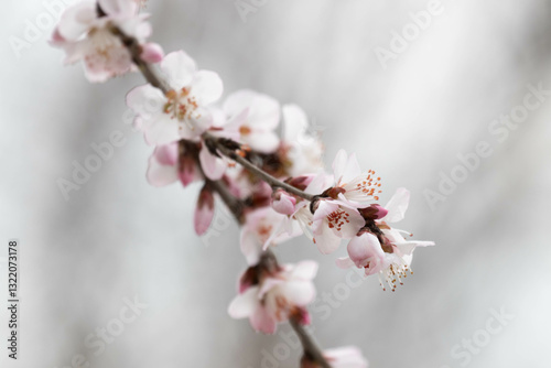 Obraz na płótnie Spring Concept, Blooming Plum Blossom in the park w salonie
