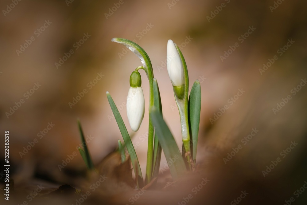 White snowdrop flowers in early spring