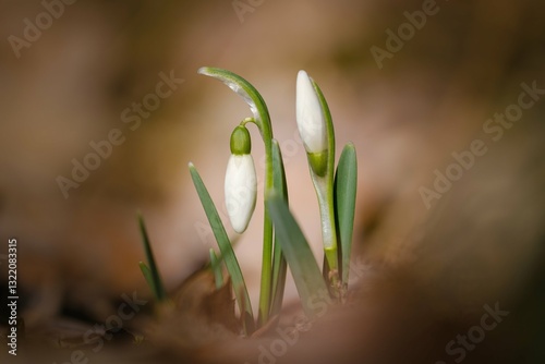 Obraz na płótnie White snowdrop flowers in early spring w salonie