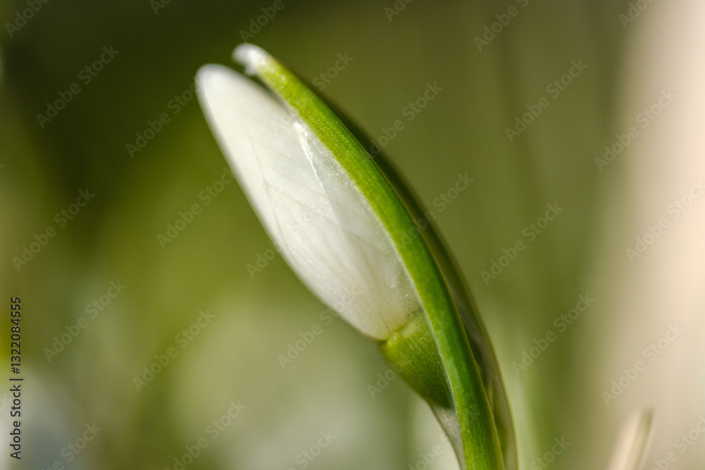 White snowdrop flowers in early spring