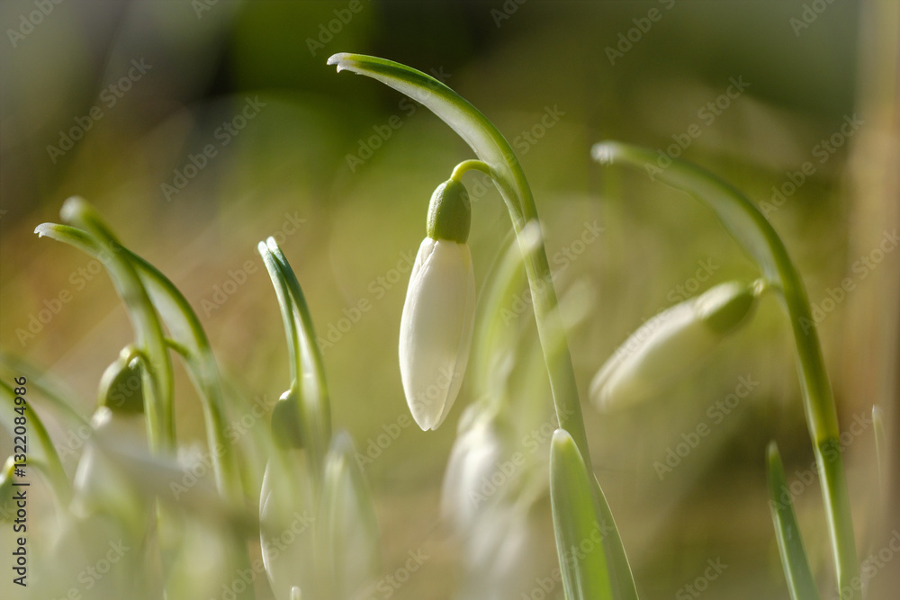 White snowdrop flowers in early spring
