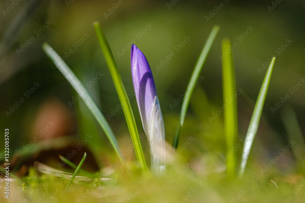 Violet crocus flower in early spring