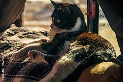 Foto Cat lounging by a sunlit window