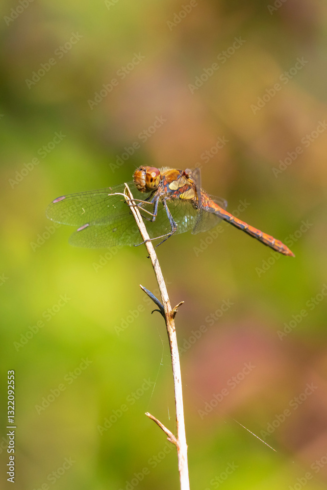 Common Darter Sympetrum striolatum male Common Darter Sympetrum striolatum male