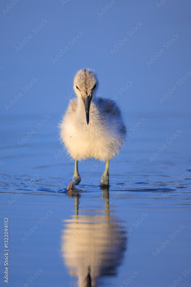Pied Avocet Recurvirostra avosetta wader bird chick Pied Avocet Recurvirostra avosetta wader bird chick