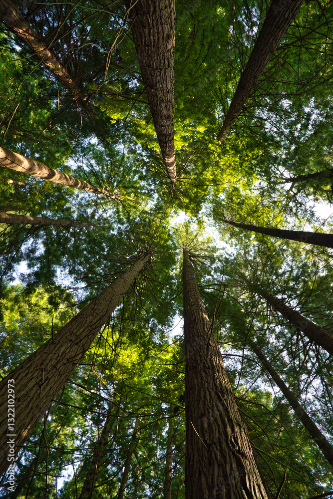 Redwood trunks seen from below that are lost in the sky. It is a very long-lived evergreen tree and the tallest conifer in existence. Scientific name: Sequoia sempervirens. Vertical position. Redwood trunks seen from below that are lost in the sky. It is a very long-lived evergreen tree and the tallest conifer in existence. Scientific name: Sequoia sempervirens. Vertical position.